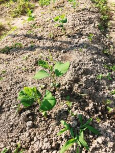 枝豆栽培失敗しました その原因は まろんfarm