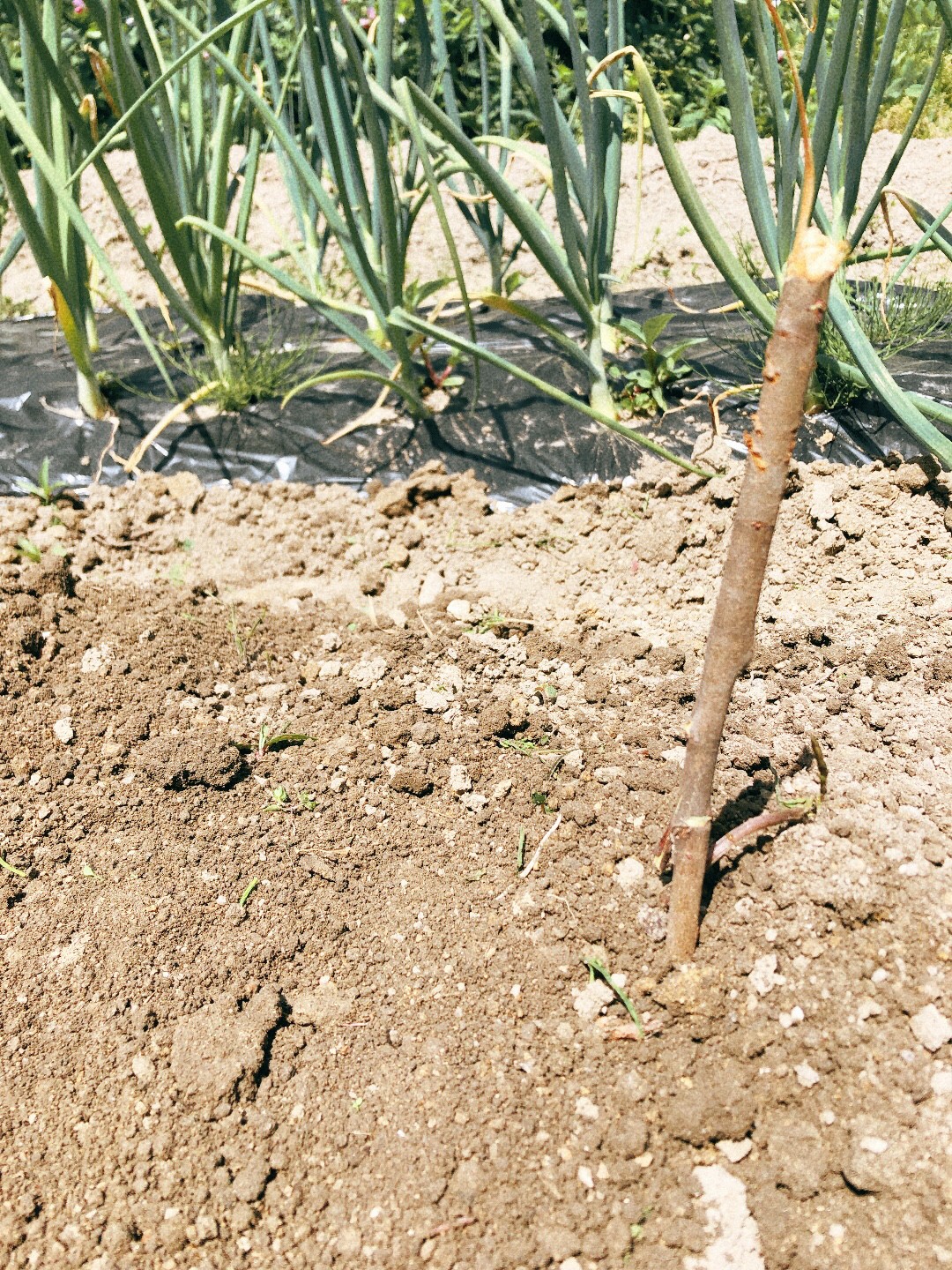 山芋(長芋)の栽培方法・育て方。初めてでもある物を使えば簡単に栽培できる! | まろんfarm